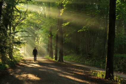Sun rays shining through the trees on an empty lane in the forrest.
